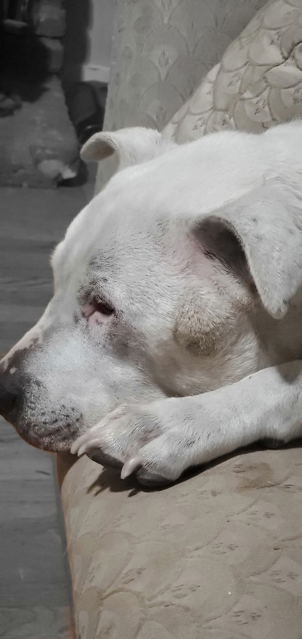 Benny resting peacefully in a comfortable home