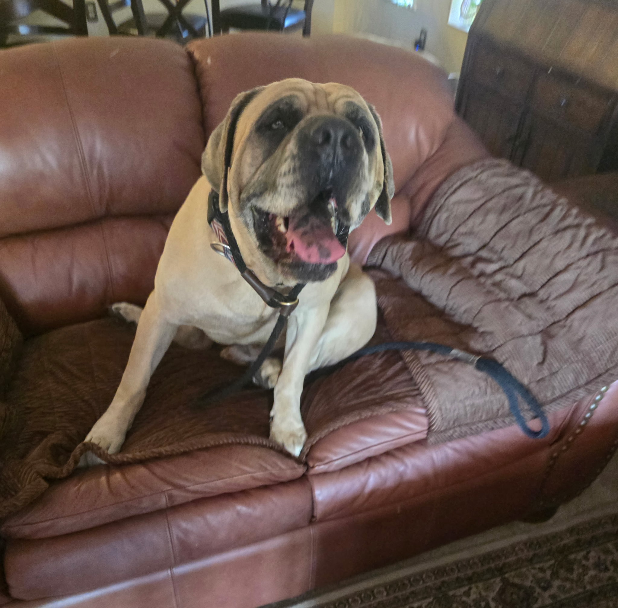Teddy, an adopted rescue dog, relaxing at home